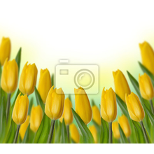 Фото обои с желтыми тюльпанами на белом фоне