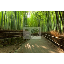 Фотообои с японской бамбуковой рощей