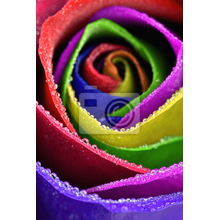 Фотообои - Разноцветная роза макро