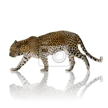 Фотообои - Леопард на белом фоне