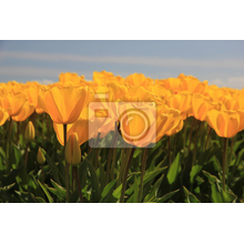 Фотообои с полем желтых тюльпанов