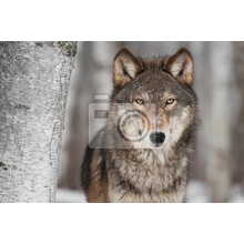 Фотообои - Волк у березы