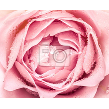 Фотообои для стен - Одна роза