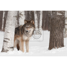 Фотообои с волком в зимнем лесу