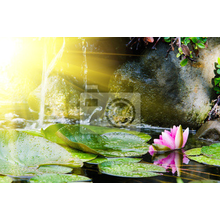 Фотообои с водяной лилией