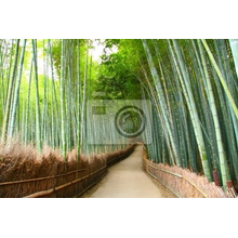 Фотообои с бамбуковым лесом в Японии