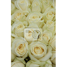 Фотообои с фоном из белых роз