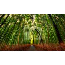 Фотообои на стену с бамбуковым лесом