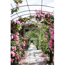 Фотообои - Розовый сад