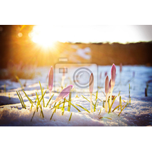 Фотообои с крокусами в снегу