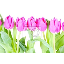 Фотообои на стену с розовыми тюльпанами