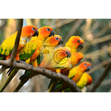 Фотообои с яркими попугайчиками