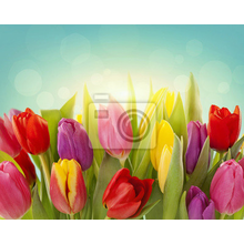 Фотообои на стену с разноцветными тюльпанами