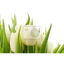 Фотообои с белыми тюльпанами крупным планом