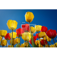 Фотообои на стену с разноцветными тюльпанами