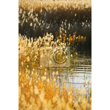 Фотообои c камышом на озере