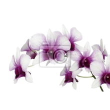 Фотообои с красивыми орхидеями
