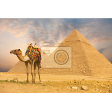 Фотообои - Верблюд около пирамид