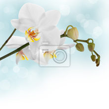 Фотообои с белоснежными орхидеями