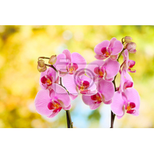 Фотообои на стену с розовыми орхидеями