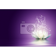 Фотообои -с белым лотосом на фиолетовом фоне