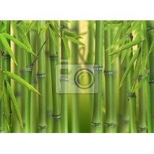 Фотообои - Бамбуковые побеги в лесу