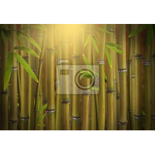 Фотообои - Бамбуковый лес