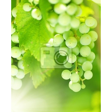 Фотообои с зеленой гроздью винограда