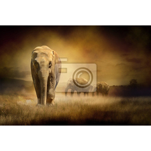 Фотообои с африканским слоном на закате