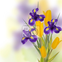 Фотообои с букетом фиолетовых ирисов и желтых тюльпанов