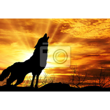 Фотообои с волком на закате