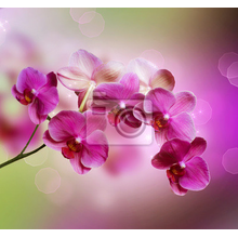 Фотообои на стену - Великолепные орхидеи