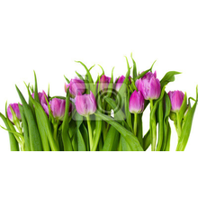 Фотообои с фиолетовыми тюльпанами на белом фоне