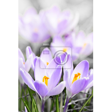 Фотообои - Цветение фиолетовых крокусов