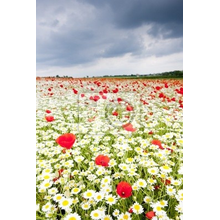 Фотообои с летним лугом и полевыми цветами