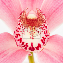 Фотообои с орхидеми (фото крупным планом)
