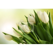 Фотообои с белыми тюльпанами