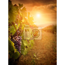 Фотообои с осенним виноградником
