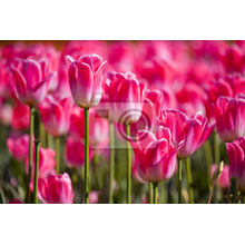 Фотообои для стен с розовыми тюльпанами