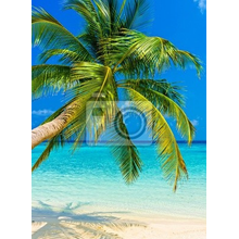 Фотообои на стену с пальмой на пляже