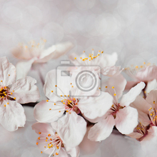Фотообои с цветущим деревом сакуры