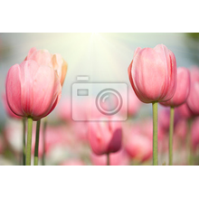 Фотообои с цветущими тюльпанами