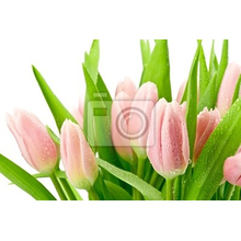 Фотообои с тюльпанами и каплями росы