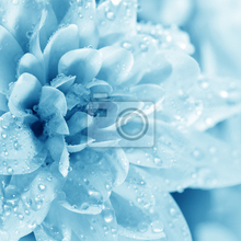 Фотообои с синим цветком и каплями росы