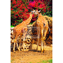 Фотообои на стену с жирафами