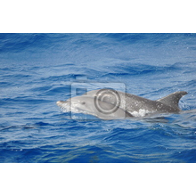 Фотообои с дельфином в море