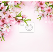 Фотообои с цветущей ветвью персика