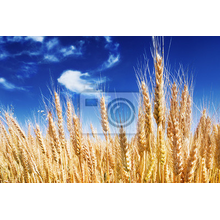 Фотообои с полем пшеницы (пейзаж)