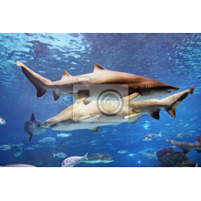 Фотообои на стену с акулами