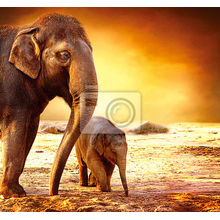 Фотообои - Слониха со слоненком на закате